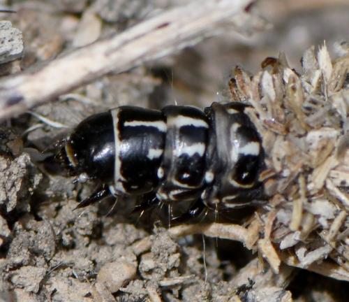 Pachythelia villosella